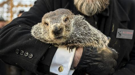 punxsutawney phil age|how often has punxsutawney phil been right.